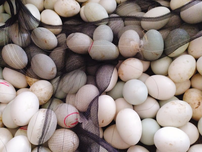 Duck Eggs