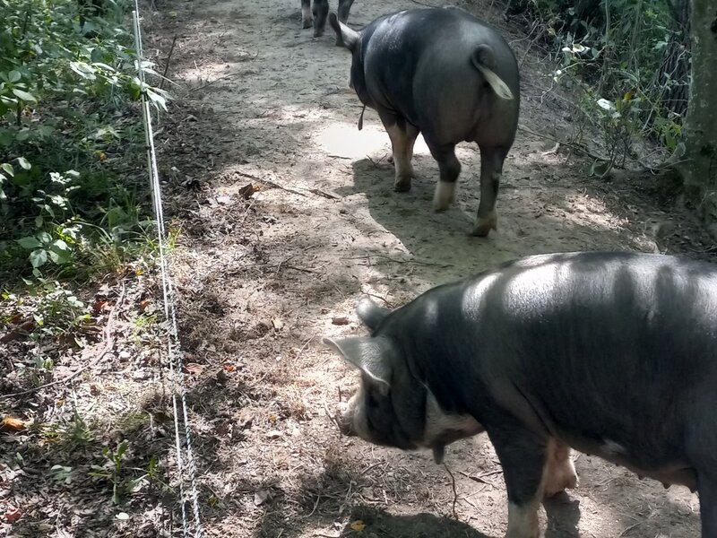 Pasture-Raised Pork