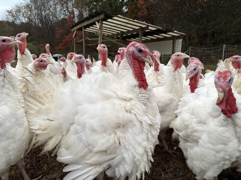 Thanksgiving Turkeys